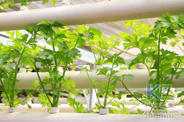 無土栽培，無土栽培技術(shù)，蔬菜栽培