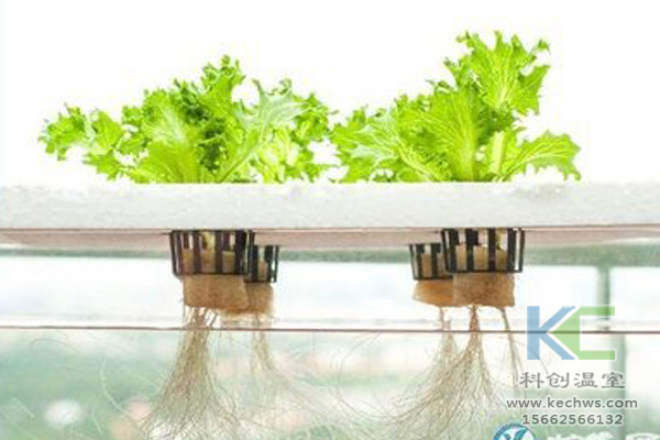 魚菜共生系統(tǒng)，無土栽培技術(shù)，無土栽培，溫室大棚