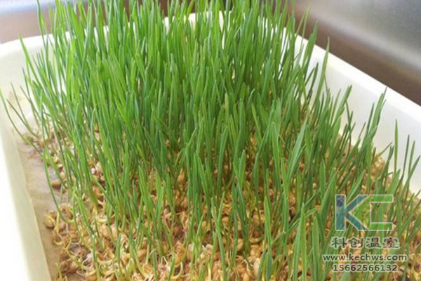 蔬菜無土栽培，無土栽培技術，無土栽培設備，無土栽培