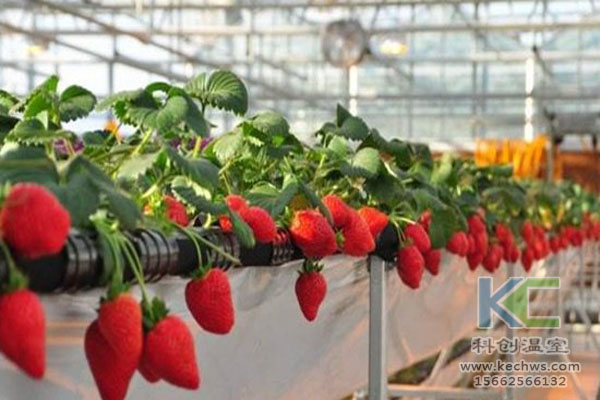 無土栽培，無土栽培技術，無土栽培設備