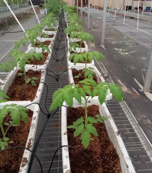 無土栽培，無土栽培技術(shù)，無土栽培設(shè)備