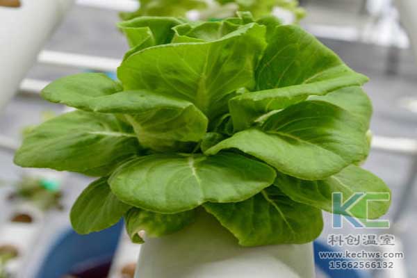 無土栽培,無土栽培技術,無土栽培設備