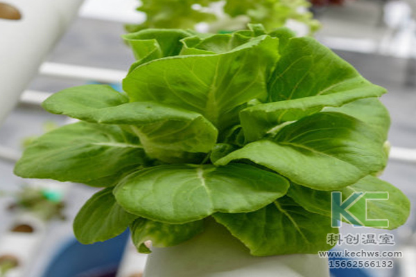 無(wú)土栽培,無(wú)土栽培技術(shù),無(wú)土栽培設(shè)備