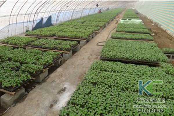 無(wú)土栽培，無(wú)土栽培技術(shù)，無(wú)土栽培設(shè)備