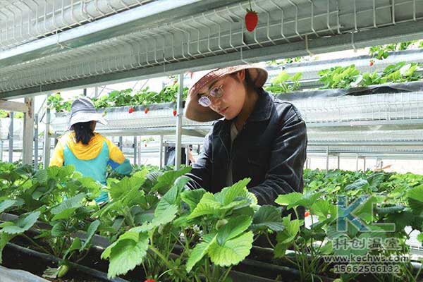 無土栽培，無土栽培技術，無土栽培設備