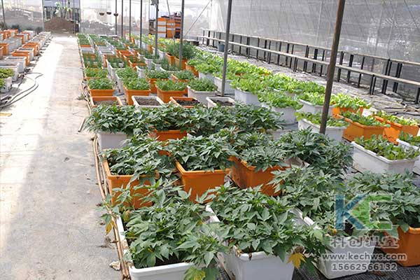 無(wú)土栽培，無(wú)土栽培技術(shù)，無(wú)土栽培設(shè)備