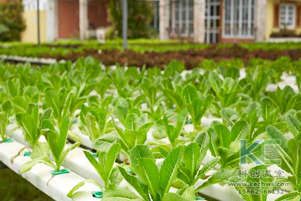 無(wú)土栽培，無(wú)土栽培技術(shù)，無(wú)土栽培設(shè)備