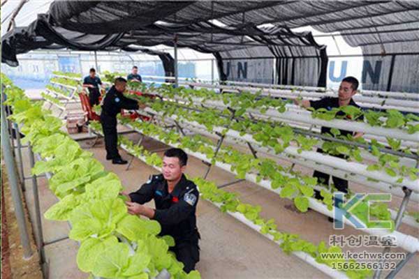 無土栽培，無土栽培技術，無土栽培設備