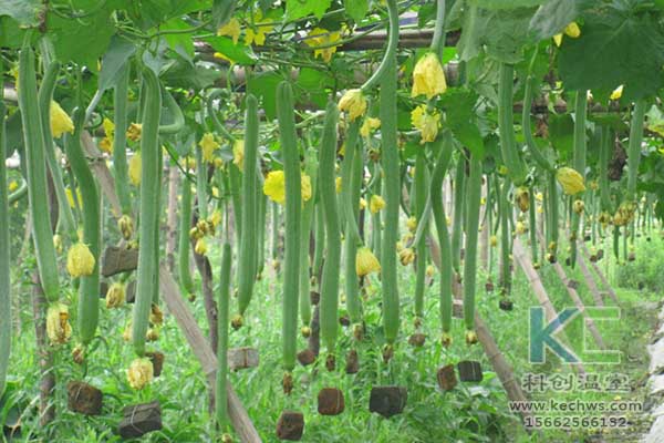 無土栽培,無土栽培技術,無土栽培設備