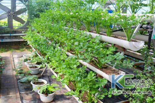 無土栽培，無土栽培技術，無土栽培設備