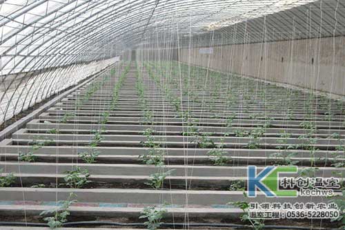 無土栽培，無土栽培技術，無土栽培設備