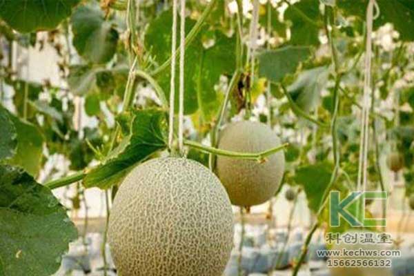 無(wú)土栽培，無(wú)土栽培技術(shù)，無(wú)土栽培設(shè)備