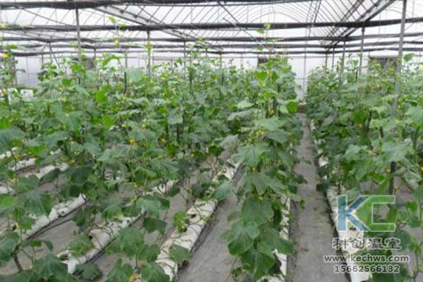 無土栽培，無土栽培技術，無土栽培設備