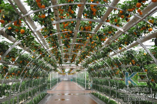 無(wú)土栽培,無(wú)土栽培技術(shù),無(wú)土栽培設(shè)備
