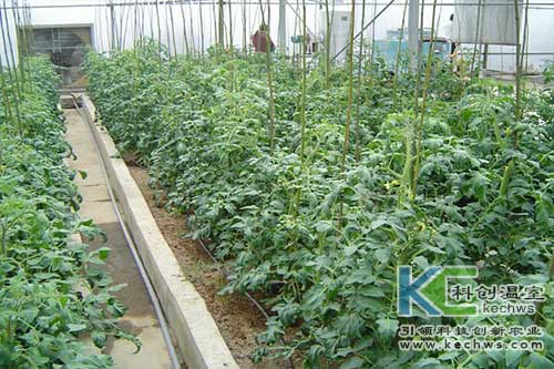 無土栽培，無土栽培技術，無土栽培設備