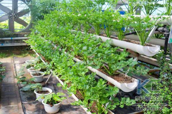 無(wú)土栽培，無(wú)土栽培技術(shù)，無(wú)土栽培設(shè)備