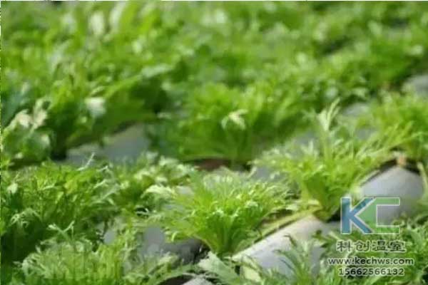 無土栽培，無土栽培技術，無土栽培設備