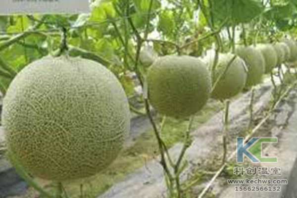 無(wú)土栽培，無(wú)土栽培技術(shù)，無(wú)土栽培設(shè)備