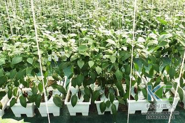 無土栽培，無土栽培技術，無土栽培設備