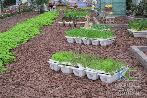 無土栽培技術，魚菜共生系統，無土栽培，溫室大棚
