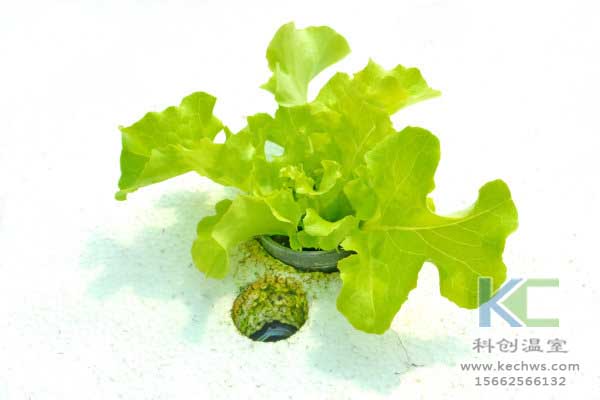 無土栽培,無土栽培技術,無土栽培設備