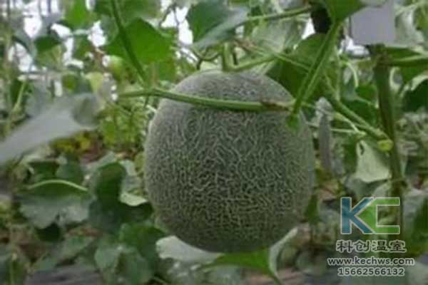 無(wú)土栽培，無(wú)土栽培技術(shù)，無(wú)土栽培設(shè)備