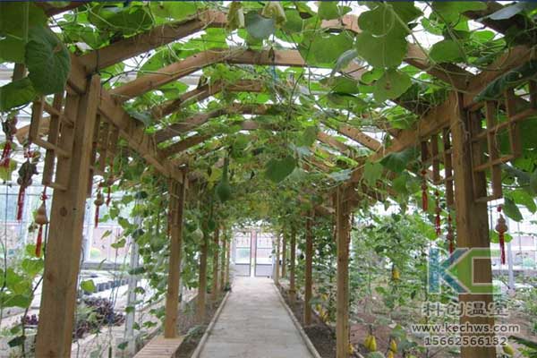 無(wú)土栽培，無(wú)土栽培技術(shù)，無(wú)土栽培設(shè)備