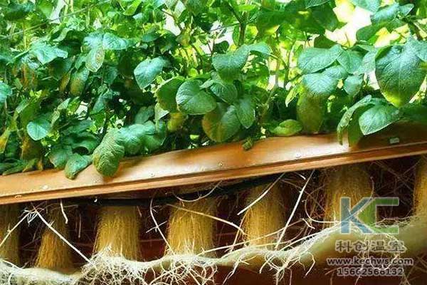 無土栽培，無土栽培技術(shù)，無土栽培設(shè)備