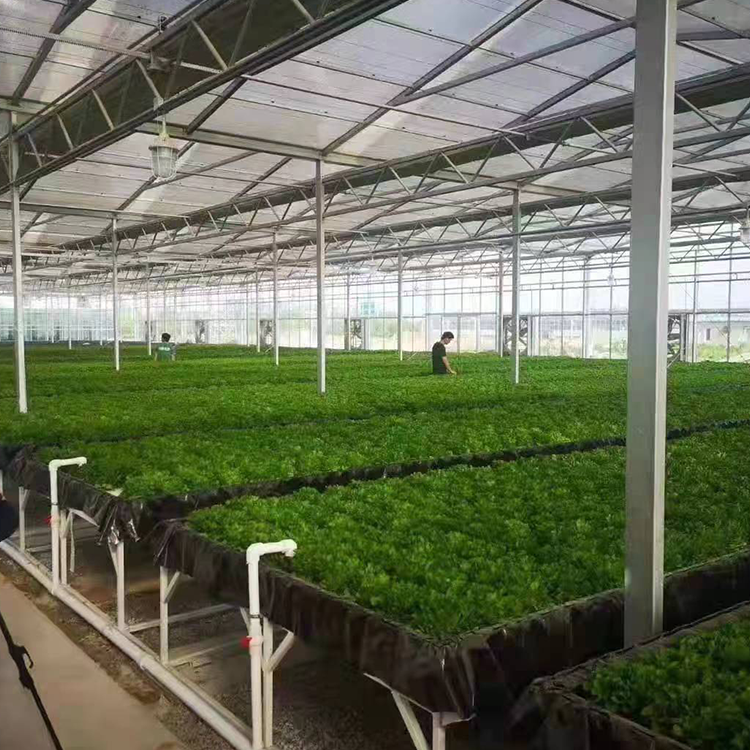 無土栽培,無土栽培技術,無土栽培設備