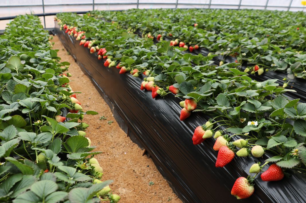 無(wú)土栽培，無(wú)土栽培技術(shù)，無(wú)土栽培設(shè)備