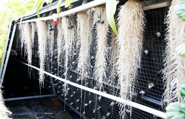 無土栽培,無土栽培技術,無土栽培設備