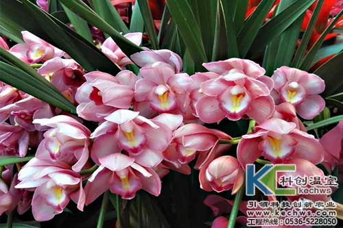 無土栽培,無土栽培技術(shù),無土栽培設(shè)備