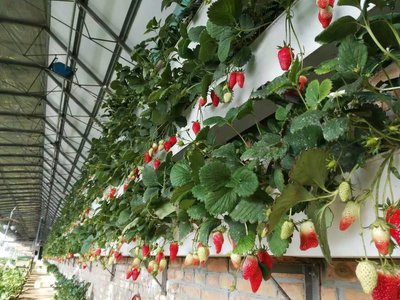 無(wú)土栽培，無(wú)土栽培技術(shù)，無(wú)土栽培設(shè)備