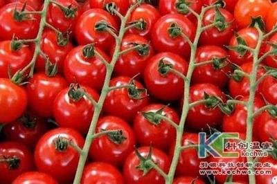 無土栽培技術，魚菜共生系統，無土栽培，溫室大棚