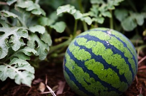 無土栽培，無土栽培技術(shù)，無土栽培設(shè)備