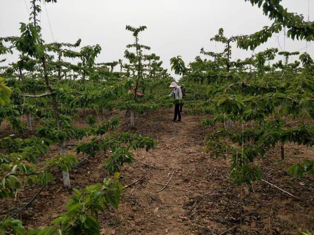 無土栽培，無土栽培技術(shù)，無土栽培設(shè)備