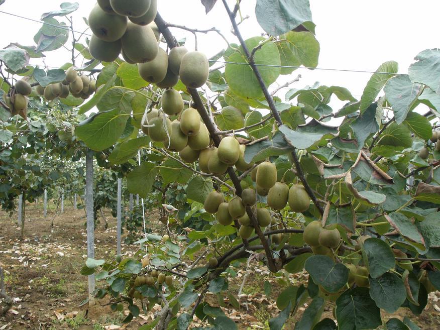無土栽培，無土栽培技術(shù)，無土栽培設(shè)備