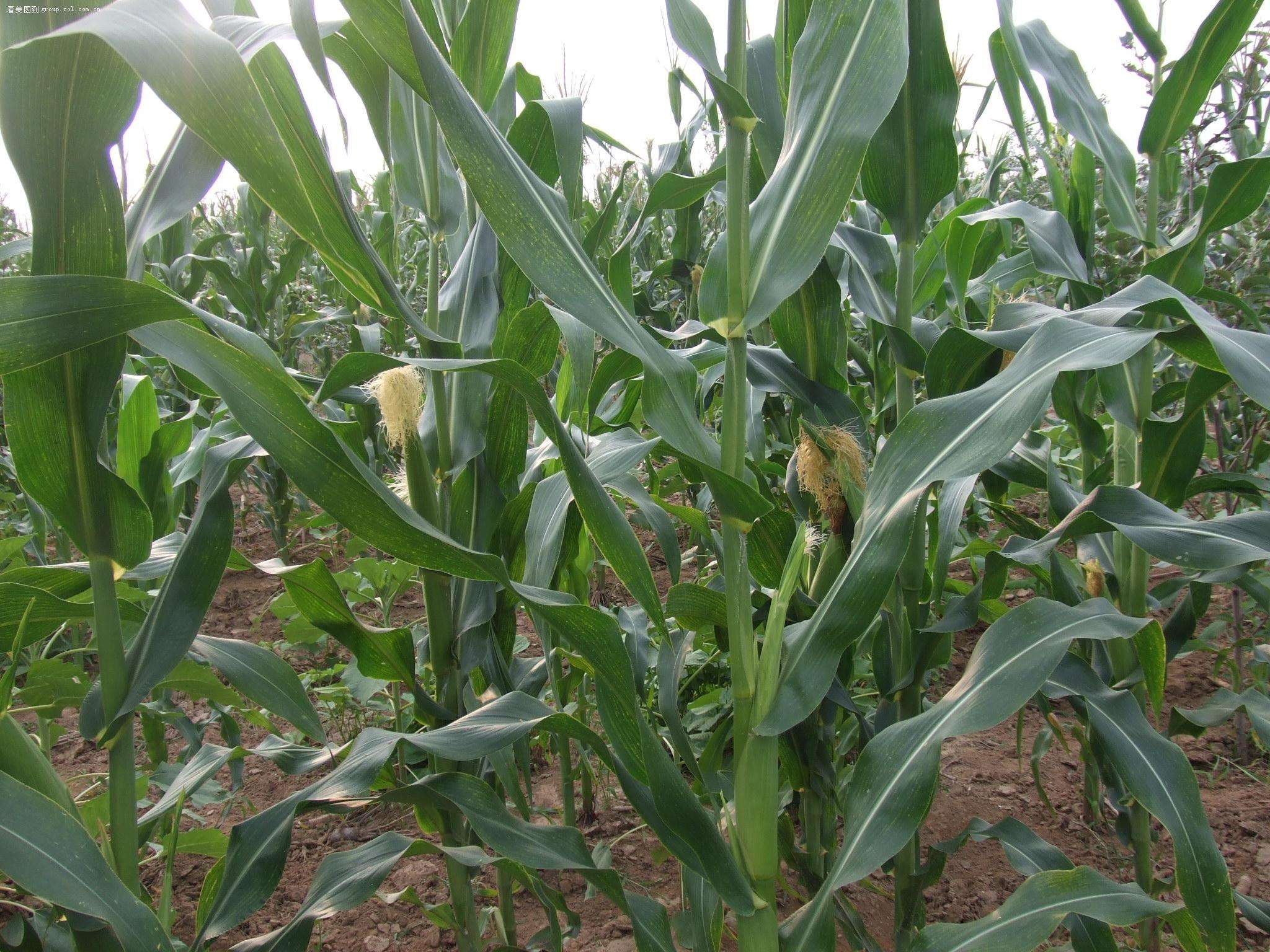 無土栽培，無土栽培技術(shù)，無土栽培設(shè)備