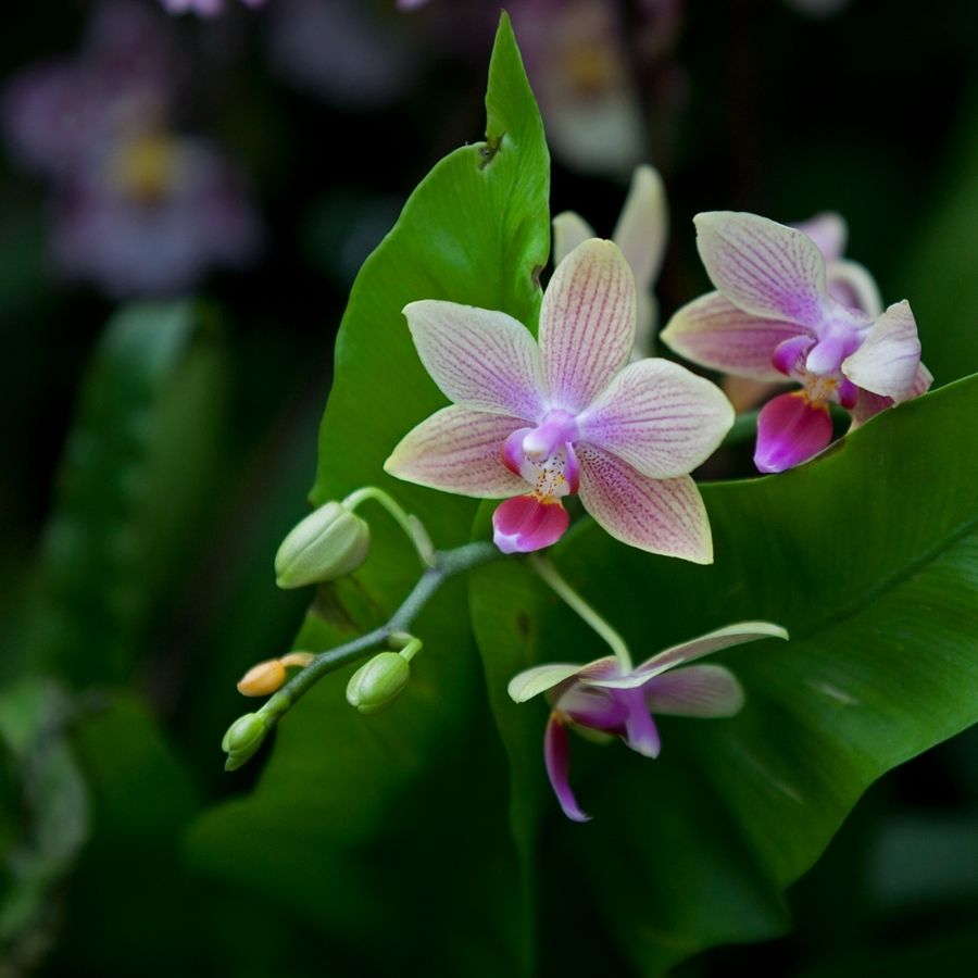 無土栽培，無土栽培技術，無土栽培設備
