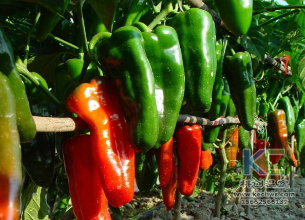 無土栽培，無土栽培技術，無土栽培設備