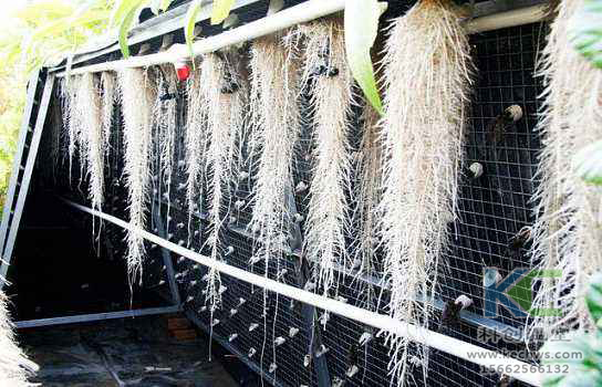 無土栽培，無土栽培技術，無土栽培設備