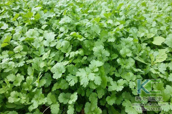 無土栽培，無土栽培技術，無土栽培設備