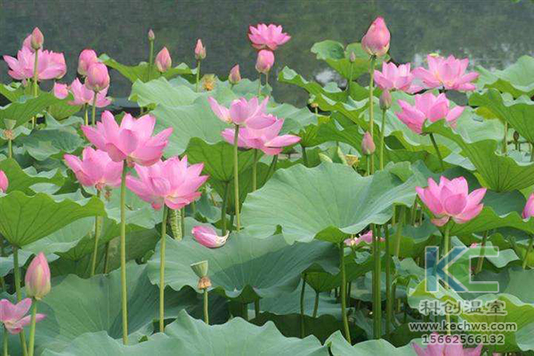無土栽培，無土栽培技術，無土栽培設備