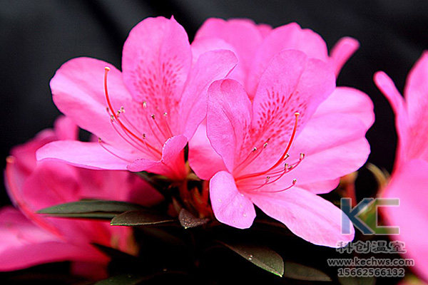 無(wú)土栽培，無(wú)土栽培技術(shù)，無(wú)土栽培設(shè)備