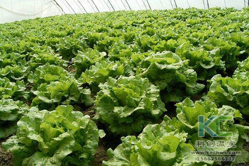 無土栽培，無土栽培技術，無土栽培設備