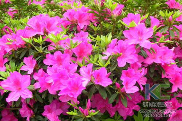 無(wú)土栽培,無(wú)土栽培技術(shù),無(wú)土栽培設(shè)備