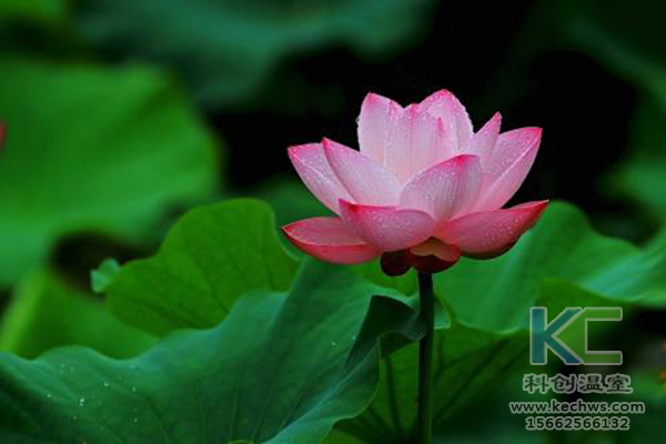 無土栽培,無土栽培技術(shù),無土栽培設(shè)備