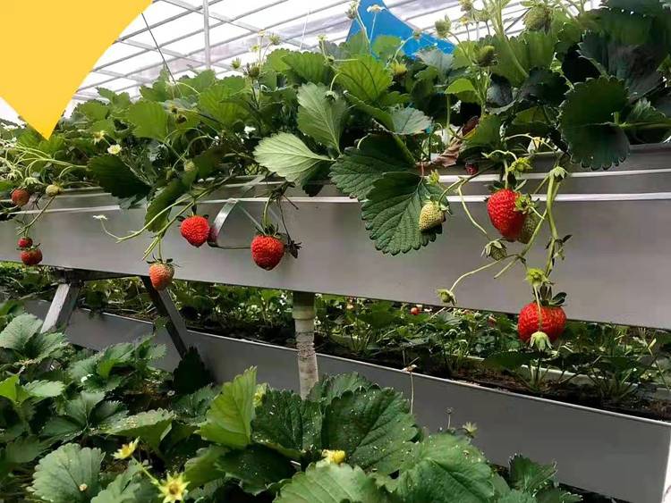 無(wú)土栽培，無(wú)土栽培技術(shù)，無(wú)土栽培設(shè)備