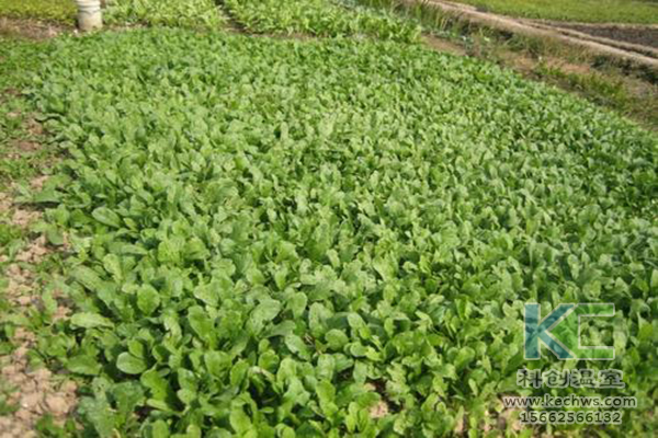 無土栽培，無土栽培技術(shù)，無土栽培設(shè)備