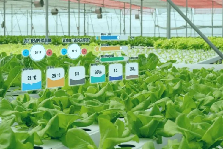 無土栽培,無土栽培技術(shù),無土栽培設(shè)備